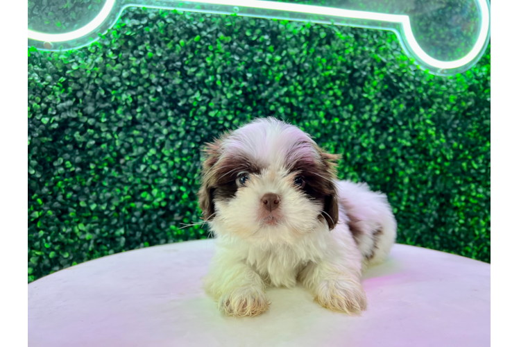 Meet Hartford - our Shih Tzu Puppy Photo 1/4 - Puppy Love PR Best Shih Tzu Baby