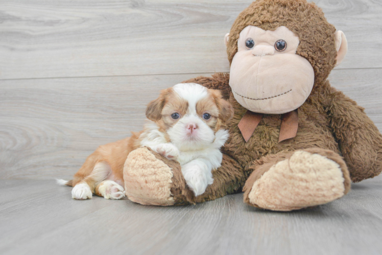 Meet Hartford - our Shih Tzu Puppy Photo 1/3 - Puppy Love PR Shih Tzu Puppy for Adoption