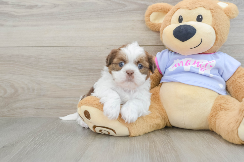 Shih Tzu Pup Being Cute