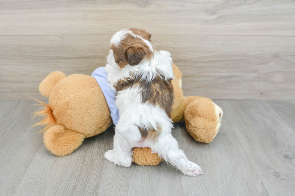 Funny Shih Tzu Purebred Pup