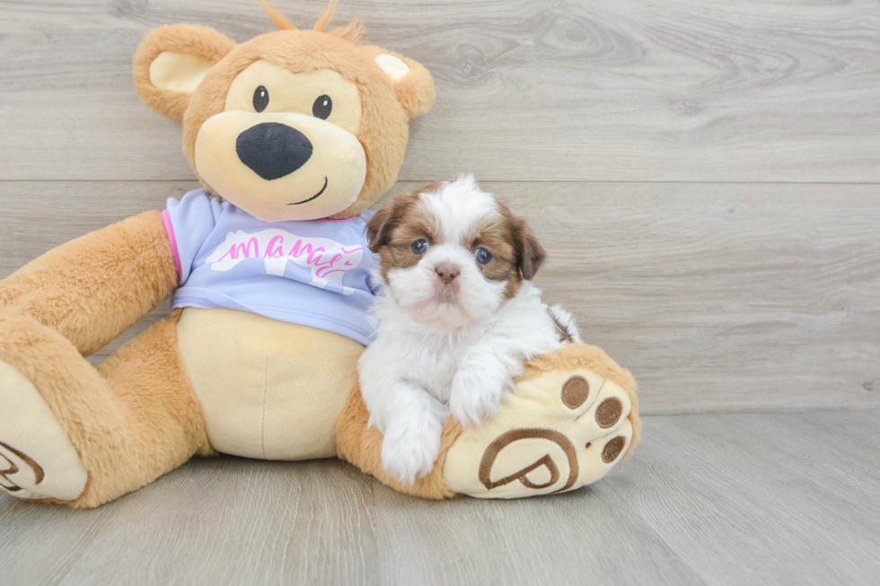 Playful Shih Tzu Baby