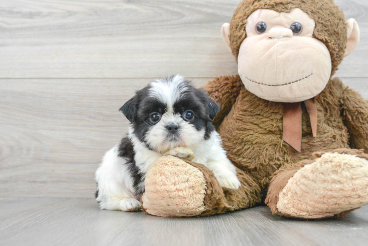 Meet Hewy - our Shih Tzu Puppy Photo 1/3 - Puppy Love PR Shih Tzu Puppy for Adoption