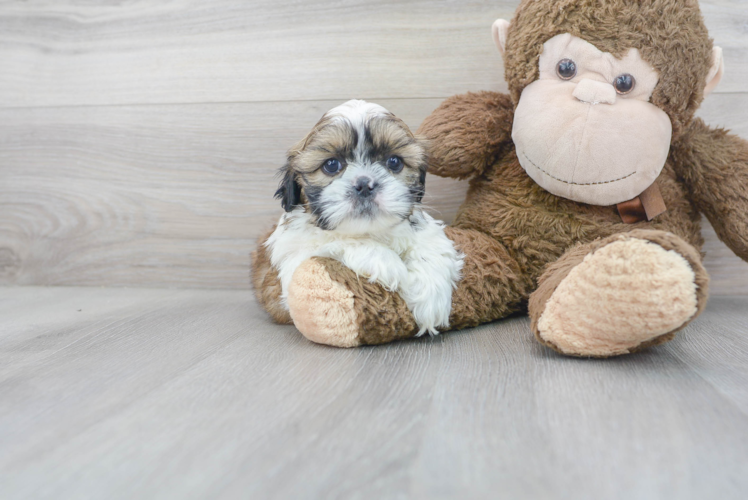 Cute Shitzu Purebred Puppy