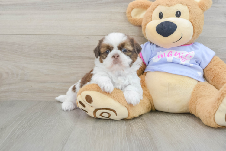 Meet Hosanna - our Shih Tzu Puppy Photo 1/3 - Puppy Love PR Hypoallergenic Shih Tzu Purebred Pup