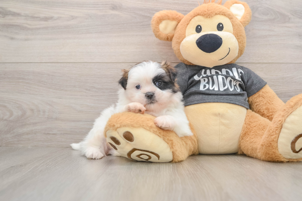 Shih Tzu Puppy for Adoption