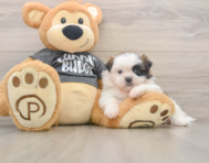 5 week old Shih Tzu Puppy For Sale - Puppy Love PR