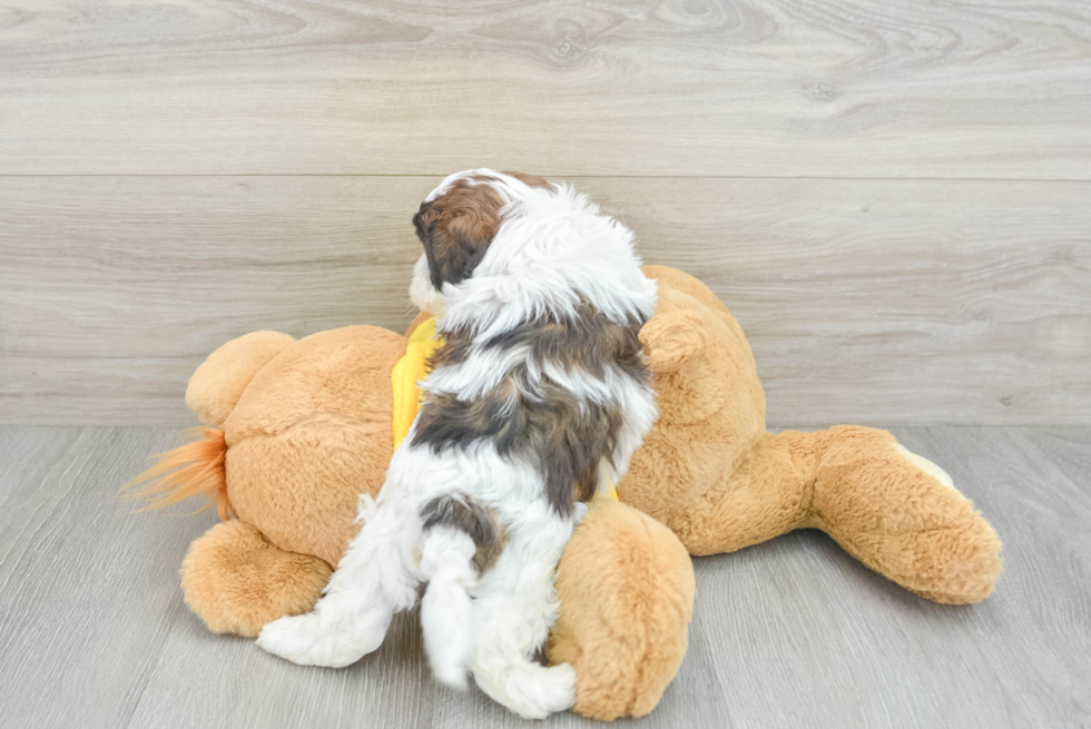 Popular Shih Tzu Baby