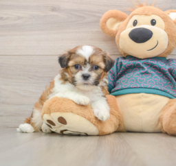 6 week old Shih Tzu Puppy For Sale - Puppy Love PR