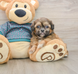 6 week old Shih Tzu Puppy For Sale - Puppy Love PR