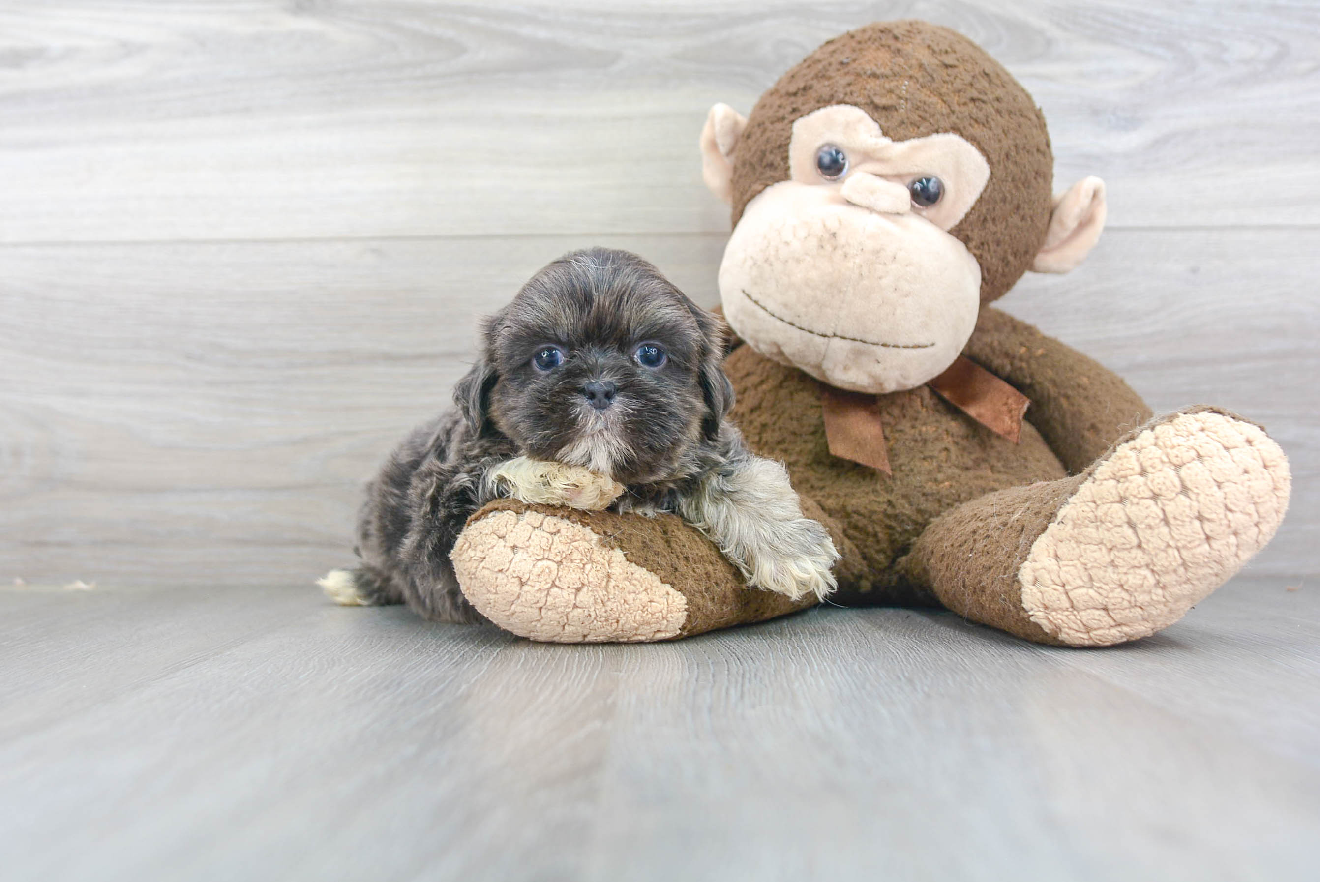Cute Shih Tzu Baby