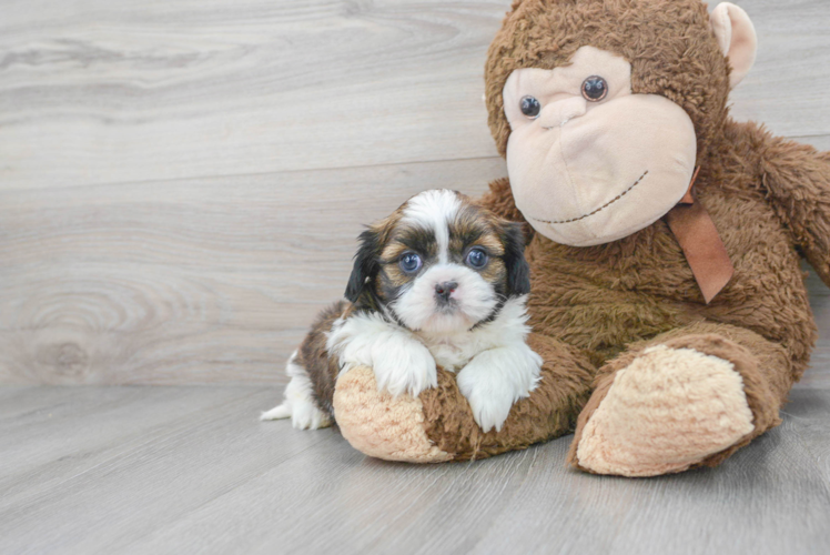 Fluffy Shitzu Purebred Puppy