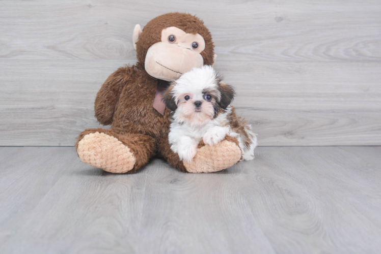 Shih Tzu Pup Being Cute