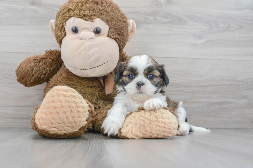 5 week old Shih Tzu Puppy For Sale - Puppy Love PR