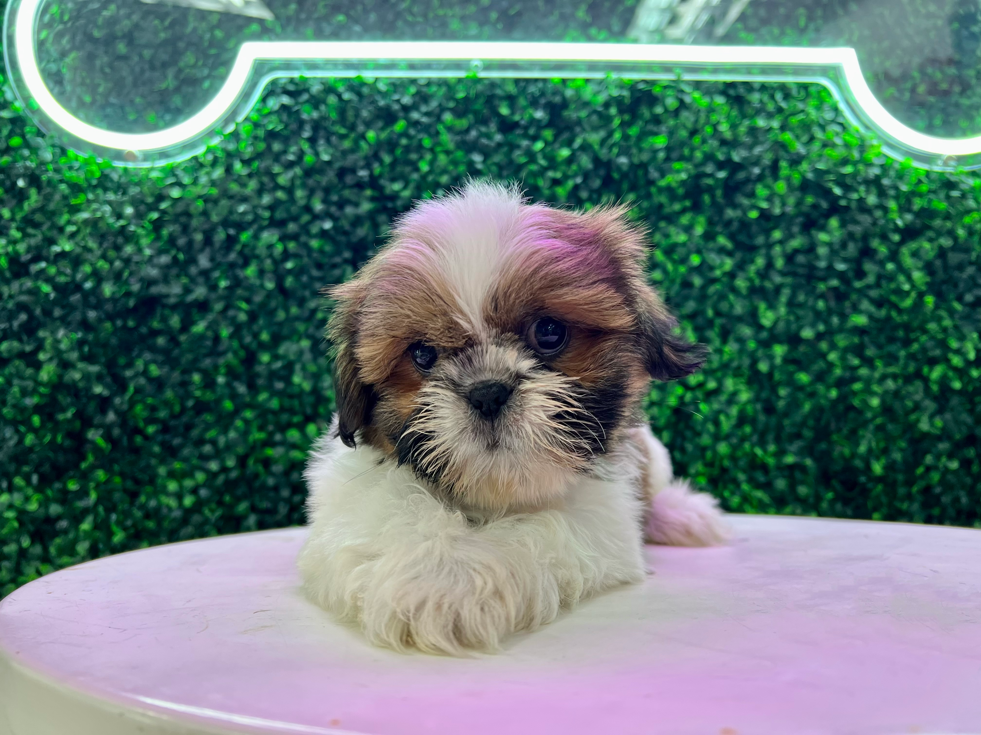 Cute Shih Tzu Baby
