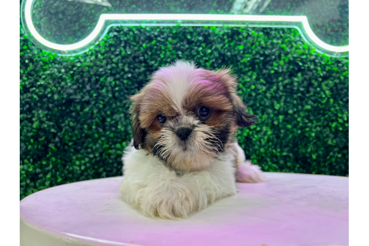 Meet Neuman - our Shih Tzu Puppy Photo 1/4 - Puppy Love PR Cute Shih Tzu Baby