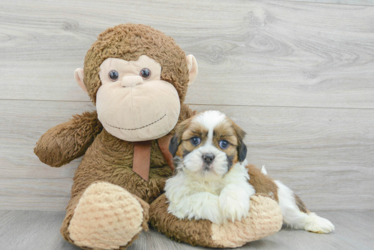 Meet Norton - our Shih Tzu Puppy Photo 1/3 - Puppy Love PR Best Shih Tzu Baby