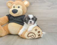5 week old Shih Tzu Puppy For Sale - Puppy Love PR