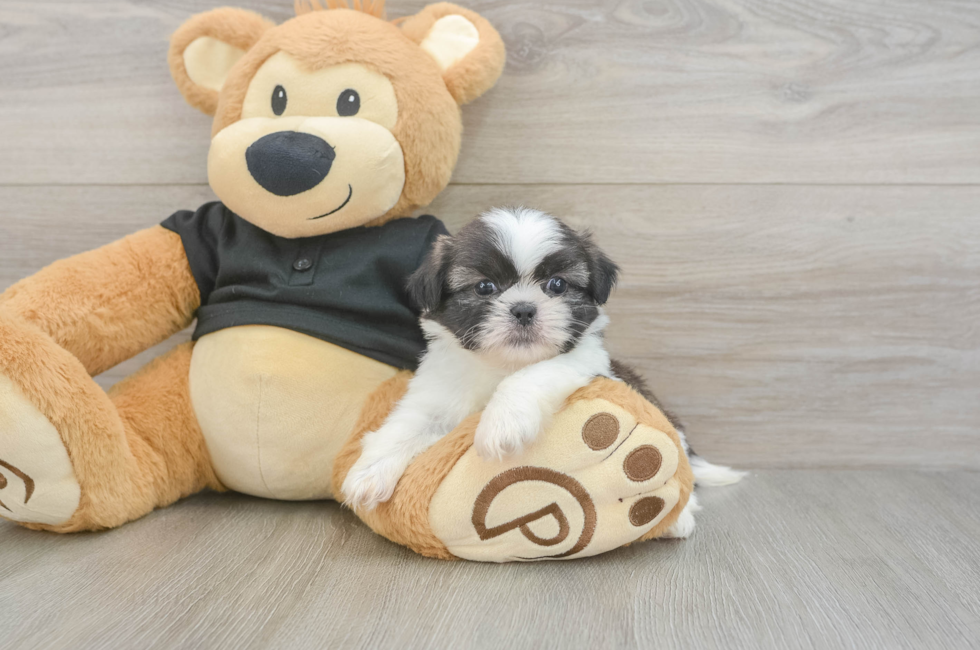 5 week old Shih Tzu Puppy For Sale - Puppy Love PR