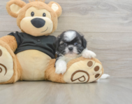 5 week old Shih Tzu Puppy For Sale - Puppy Love PR