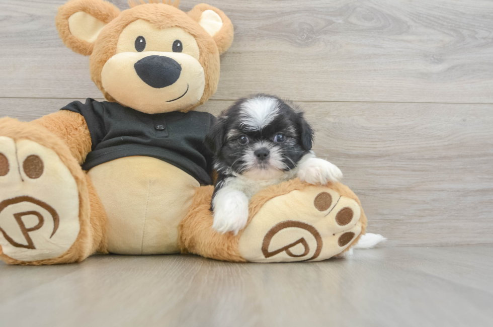 5 week old Shih Tzu Puppy For Sale - Puppy Love PR