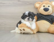 5 week old Shih Tzu Puppy For Sale - Puppy Love PR