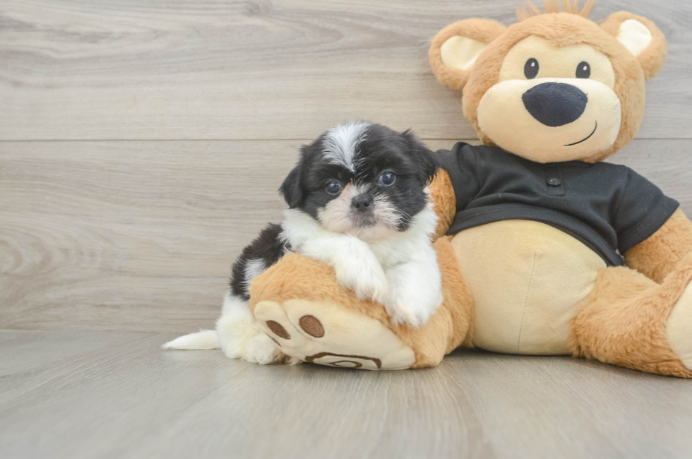 5 week old Shih Tzu Puppy For Sale - Puppy Love PR