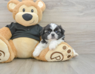 5 week old Shih Tzu Puppy For Sale - Puppy Love PR