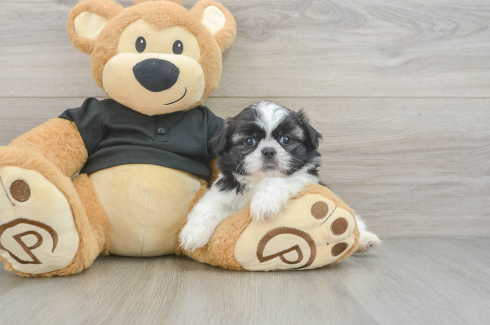 5 week old Shih Tzu Puppy For Sale - Puppy Love PR