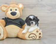 5 week old Shih Tzu Puppy For Sale - Puppy Love PR