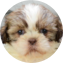 Shih Tzu Puppy For Sale - Puppy Love PR