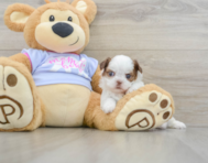 5 week old Shih Tzu Puppy For Sale - Puppy Love PR