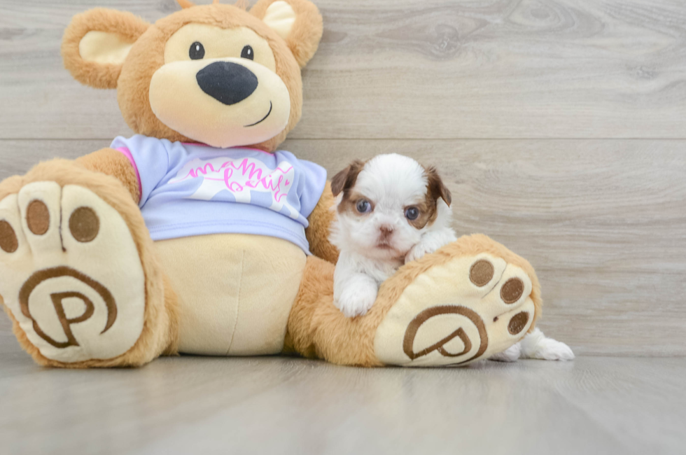 5 week old Shih Tzu Puppy For Sale - Puppy Love PR