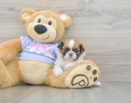 5 week old Shih Tzu Puppy For Sale - Puppy Love PR