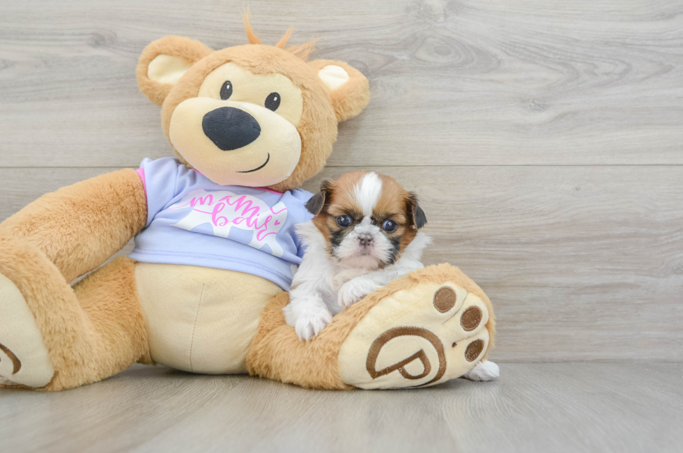 5 week old Shih Tzu Puppy For Sale - Puppy Love PR