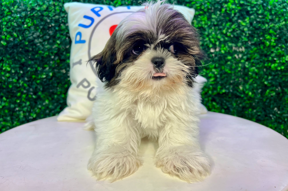 10 week old Shih Tzu Puppy For Sale - Puppy Love PR