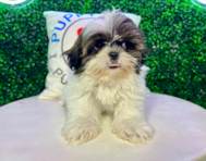 11 week old Shih Tzu Puppy For Sale - Puppy Love PR