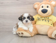 5 week old Shih Tzu Puppy For Sale - Puppy Love PR