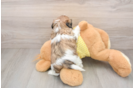 Hypoallergenic Shih Tzu Baby
