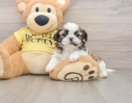 5 week old Shih Tzu Puppy For Sale - Puppy Love PR