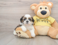5 week old Shih Tzu Puppy For Sale - Puppy Love PR