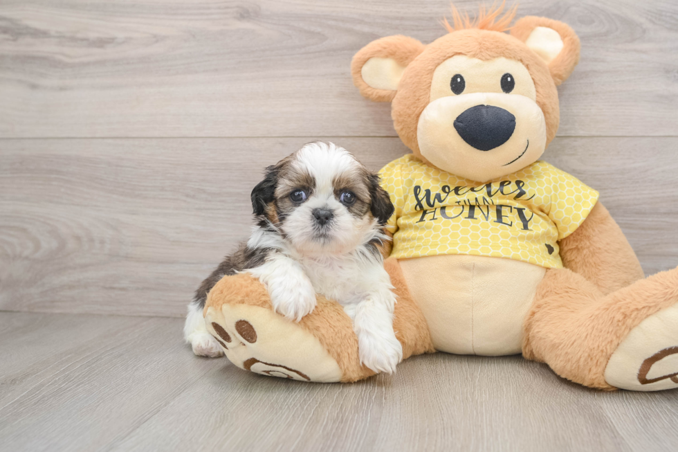 Playful Shih Tzu Baby