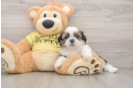 Shih Tzu Pup Being Cute