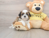 5 week old Shih Tzu Puppy For Sale - Puppy Love PR