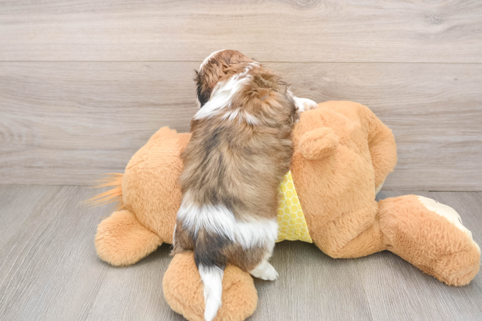 Happy Shitzu Purebred Puppy