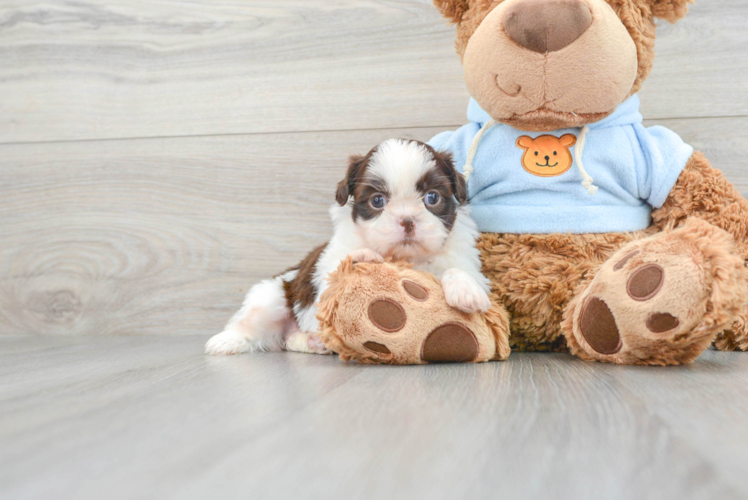Meet Valentino - our Shih Tzu Puppy Photo 1/3 - Puppy Love PR Popular Shih Tzu Baby