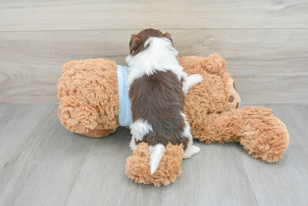 Shih Tzu Puppy for Adoption
