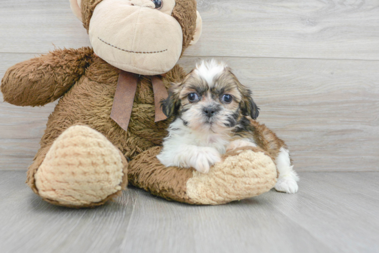 Meet Valentino - our Shih Tzu Puppy Photo 1/3 - Puppy Love PR Best Shih Tzu Baby