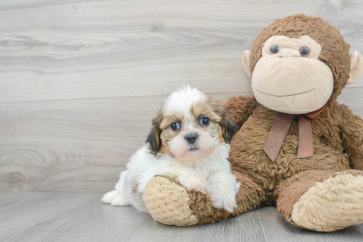 Shih Tzu Pup Being Cute