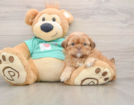 6 week old Shih Tzu Puppy For Sale - Puppy Love PR