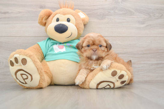 Shih Tzu Pup Being Cute